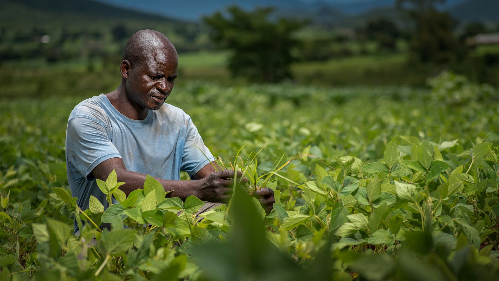 Irish Potato Farming in Uganda: Seed, Blight Control and Markets