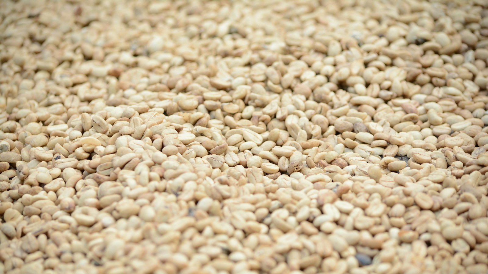 Simsim (Sesame) Farming in Uganda: Varieties, Planting, Harvesting and Selling