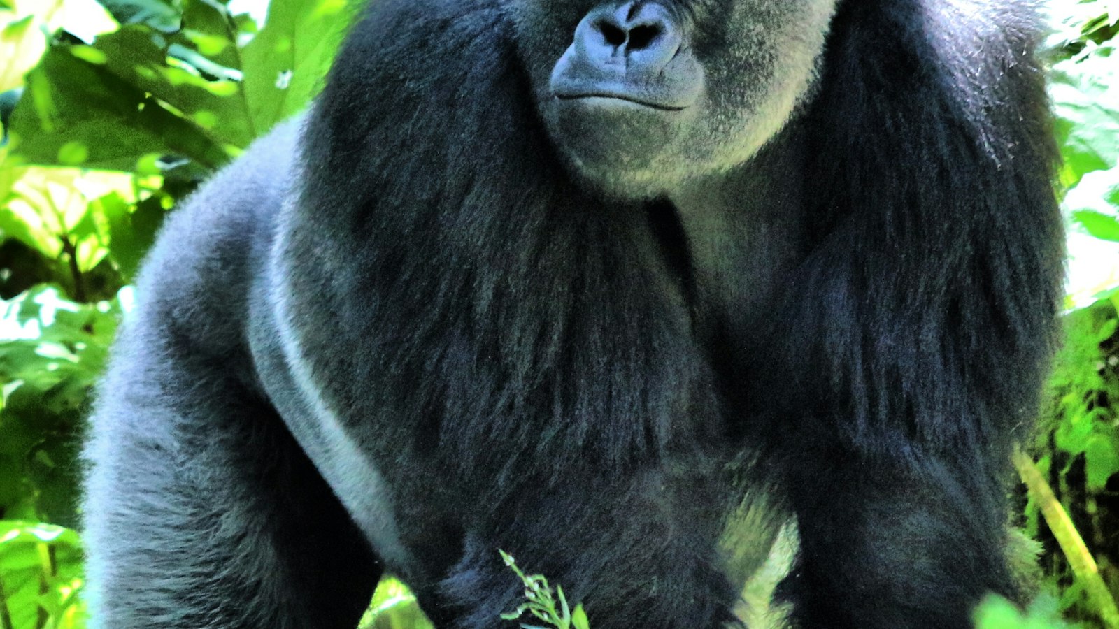 Gorilla Trekking Permit Cost in Uganda and Rwanda 2026: Prices and Booking