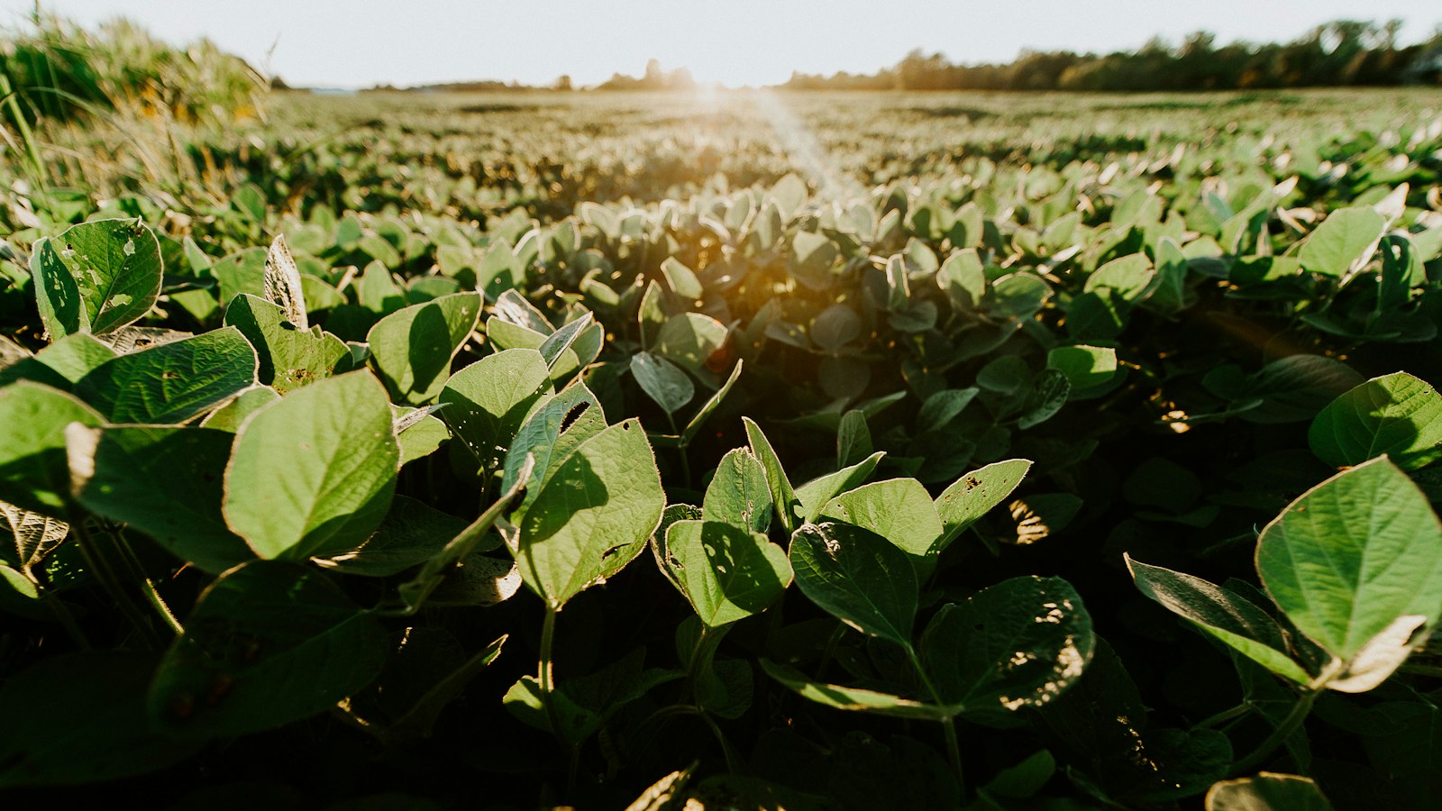 Soybean Farming in Uganda: Maksoy Varieties, Inoculants, Planting and Markets