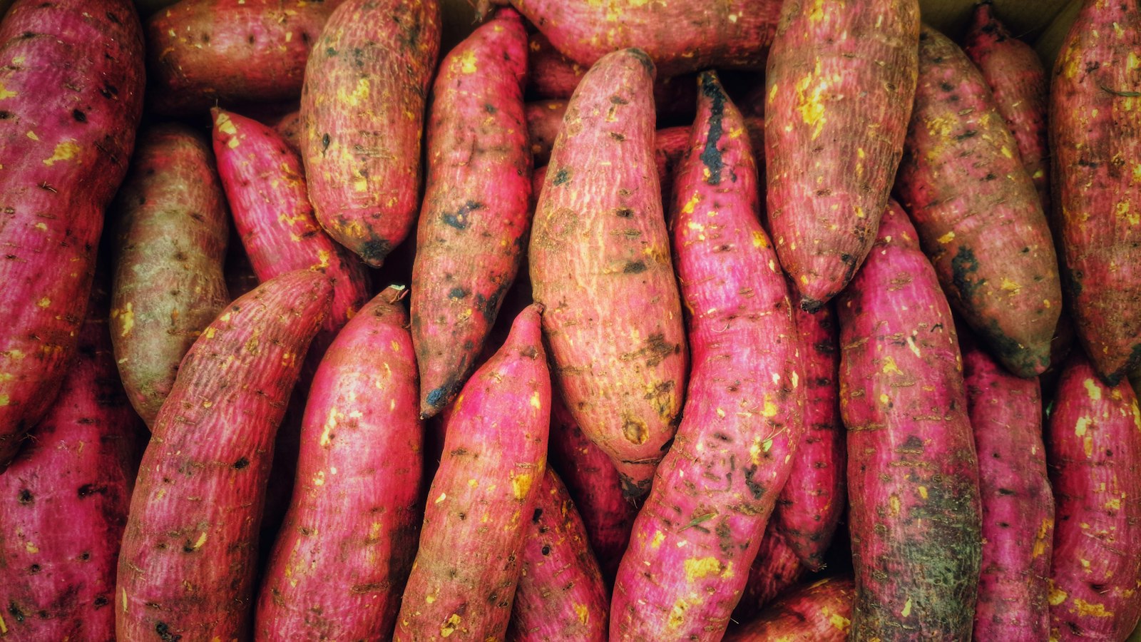 Sweet Potato Farming in Uganda: Orange Fleshed Varieties, Vines, Planting and Markets