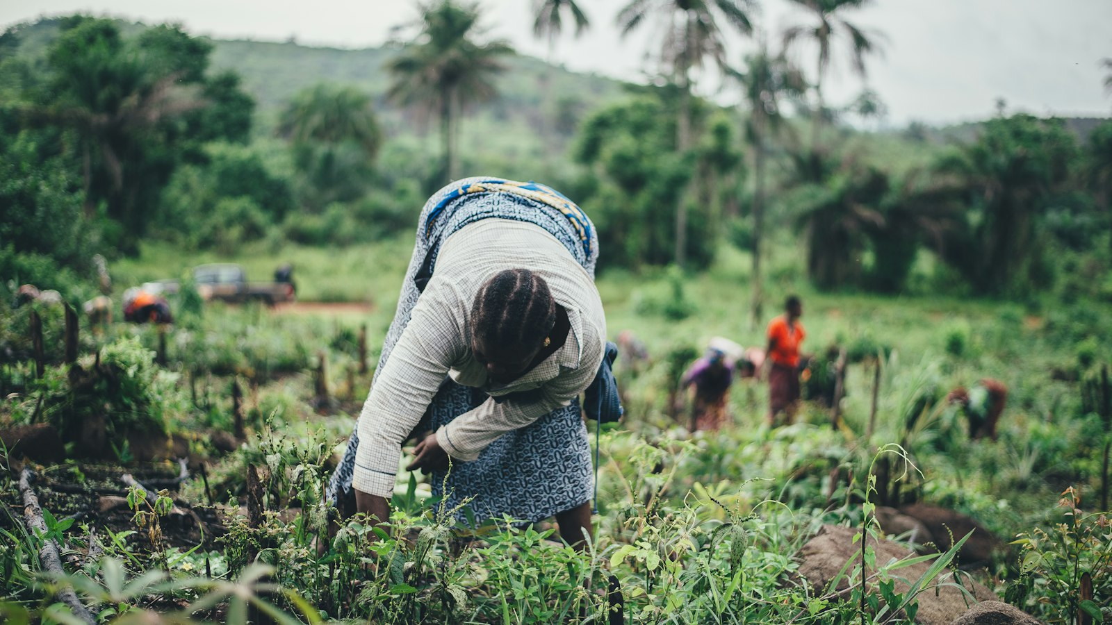 Cassava Farming in Uganda: Improved Varieties, Planting and Profit