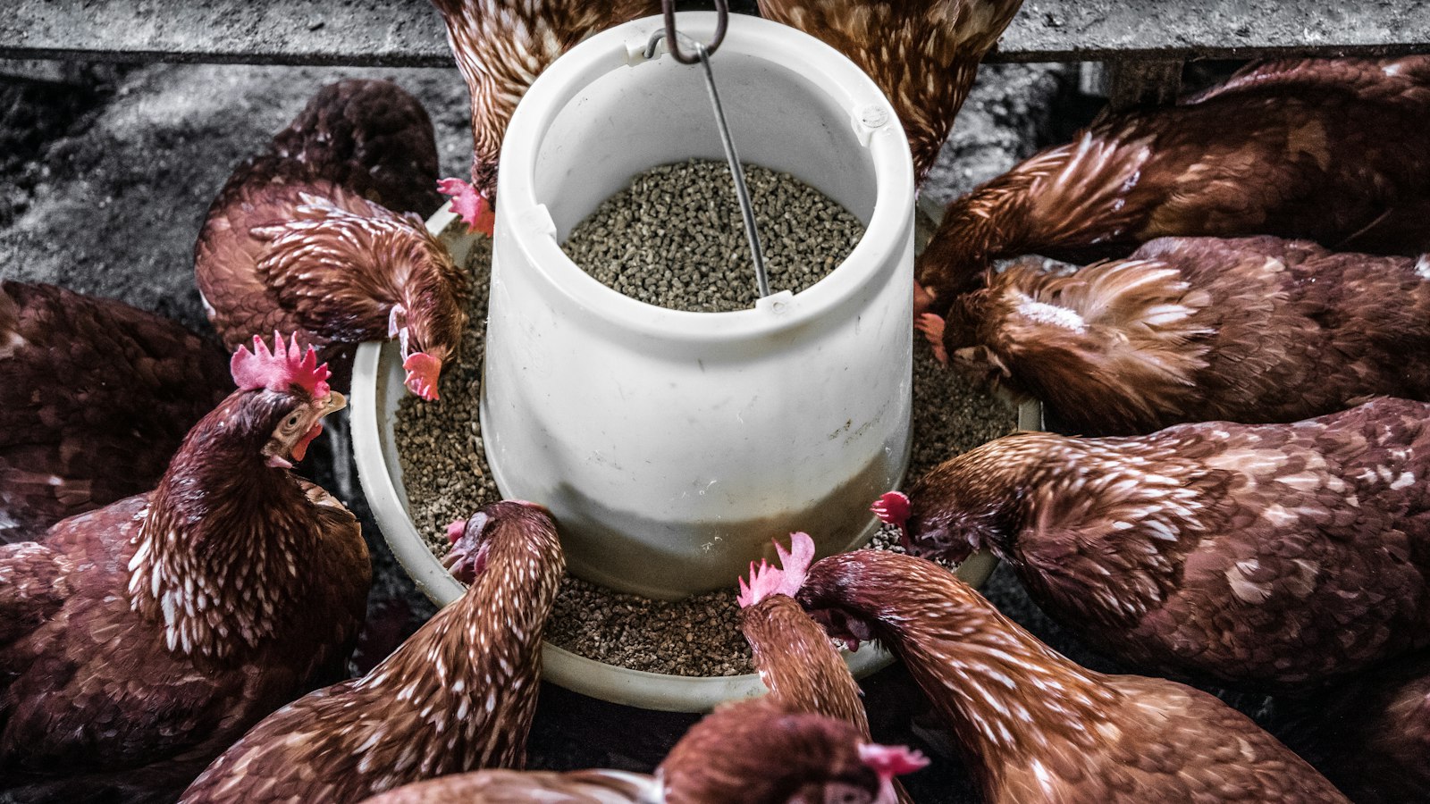 Animal Feed Production Business in Uganda: How to Make and Sell Poultry, Pig and Fish Feed