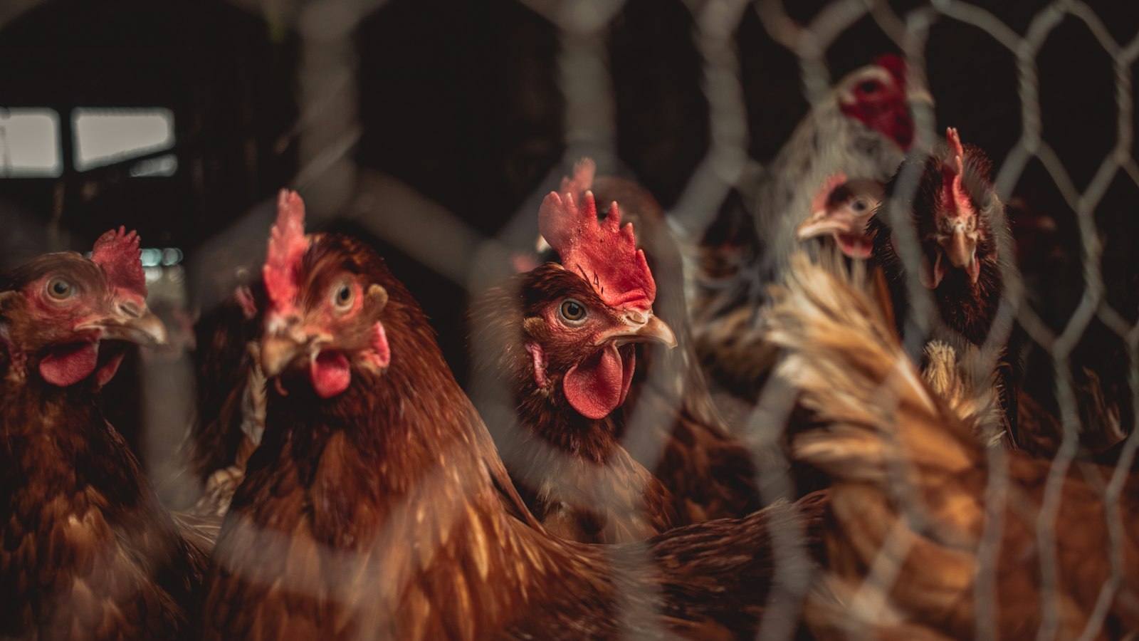 Poultry Farming in Uganda: A Beginner's Guide to Layers, Broilers and Kuroilers