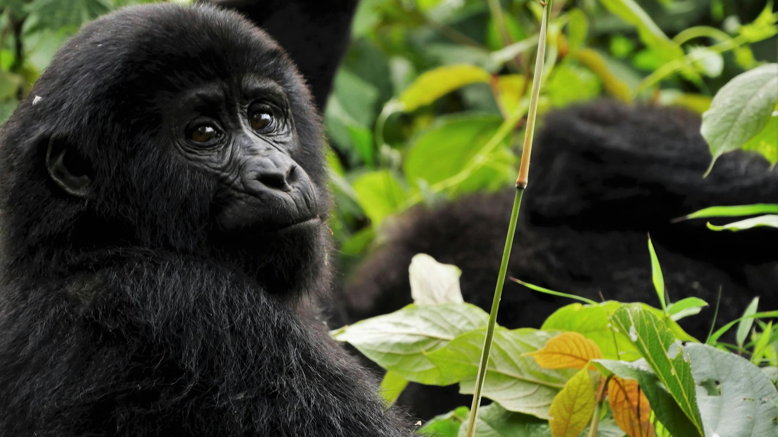What to Pack for Gorilla Trekking in Bwindi: Complete Checklist
