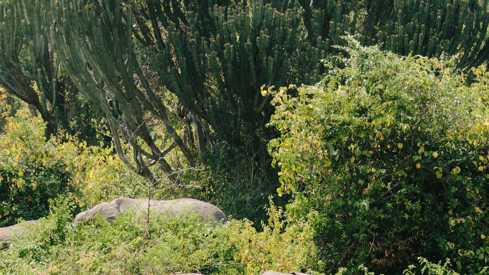 Murchison Falls National Park Guide: Safari, Boat Cruise and Top Falls