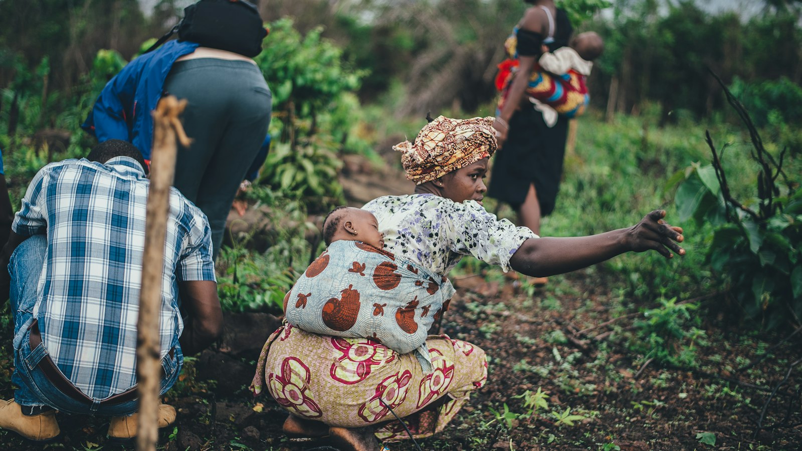Cocoa Farming in Uganda: Growing Cocoa for Export