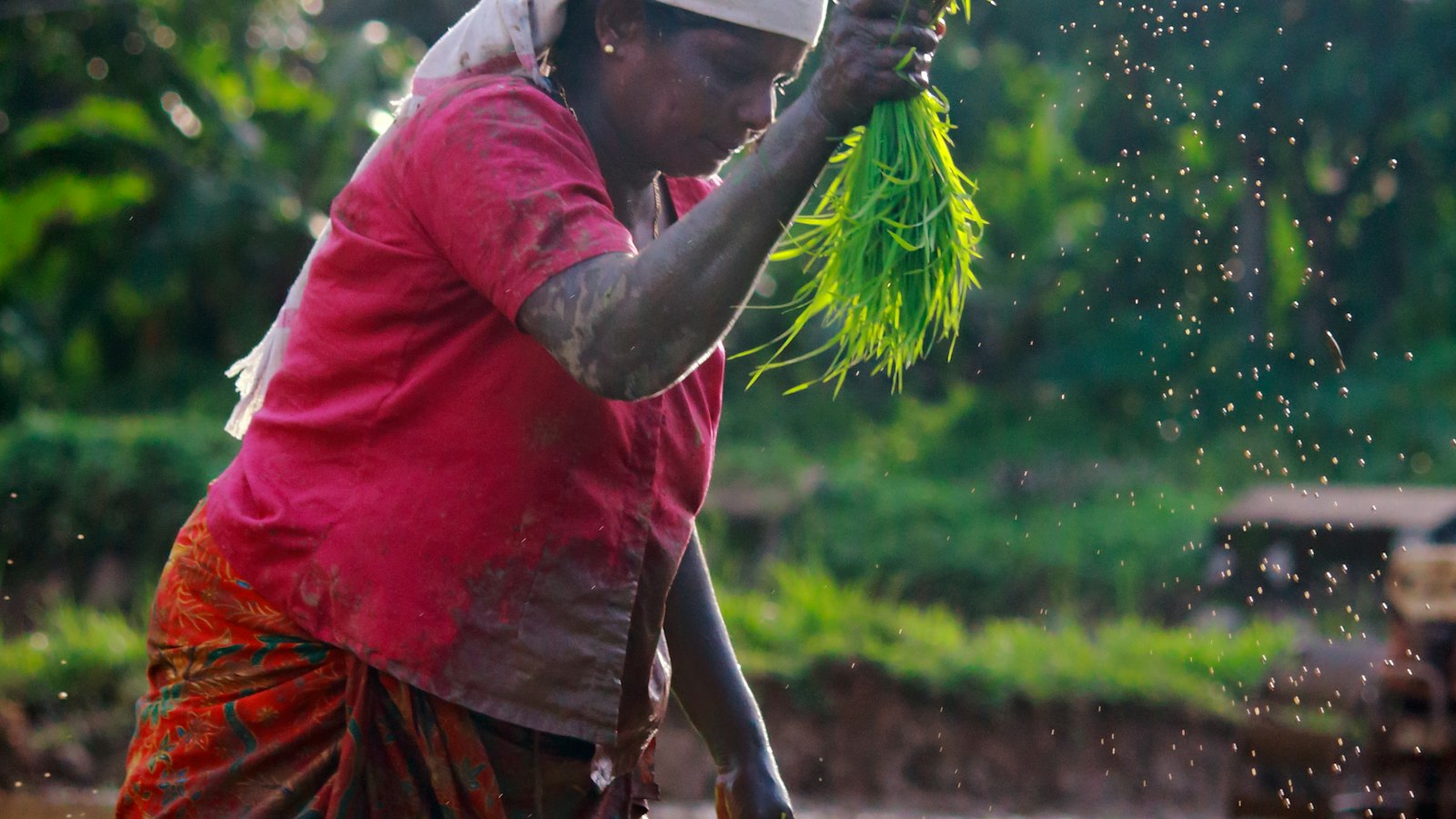 Maize Farming in Uganda: How to Get More Bags Per Acre