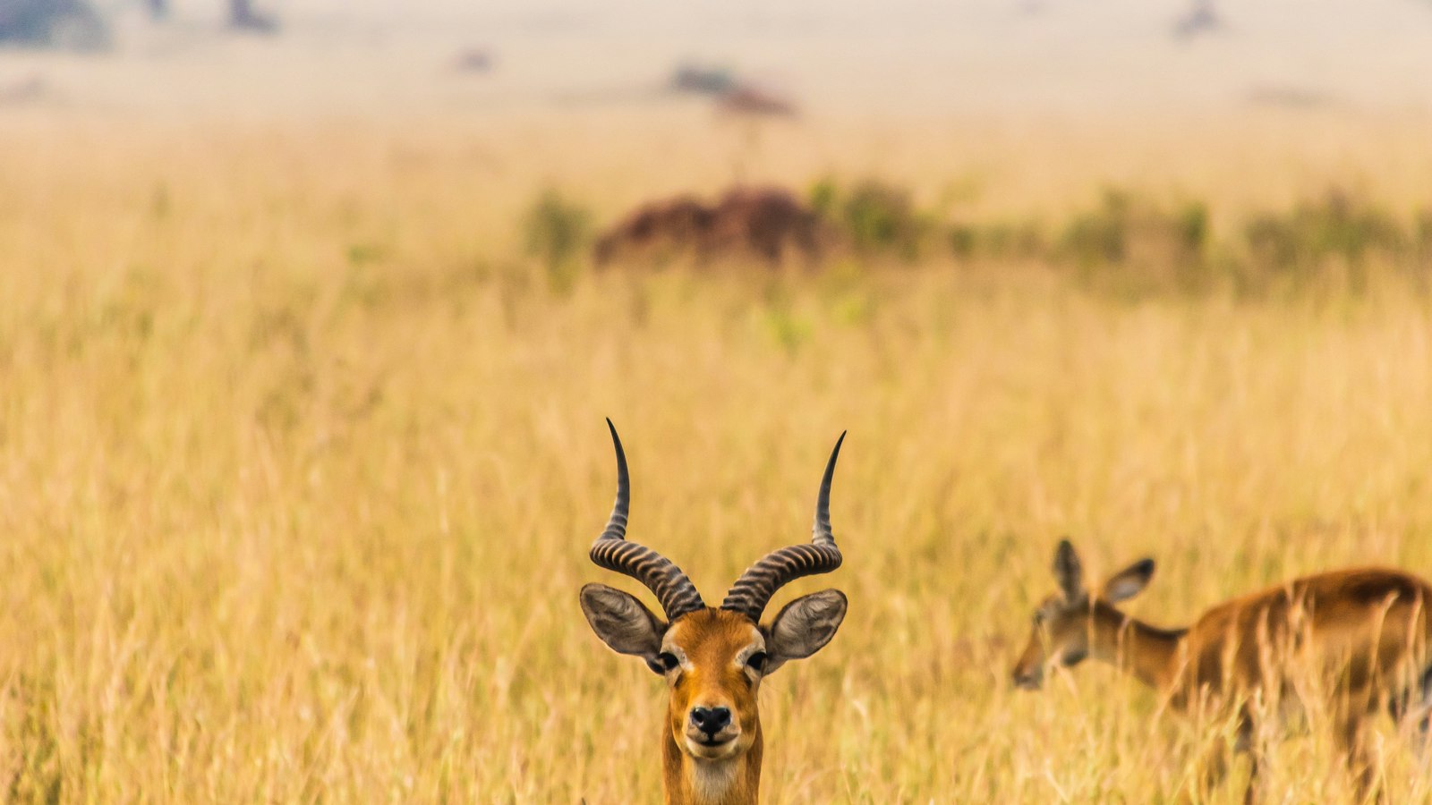Queen Elizabeth National Park Guide: Tree Climbing Lions and Kazinga Channel
