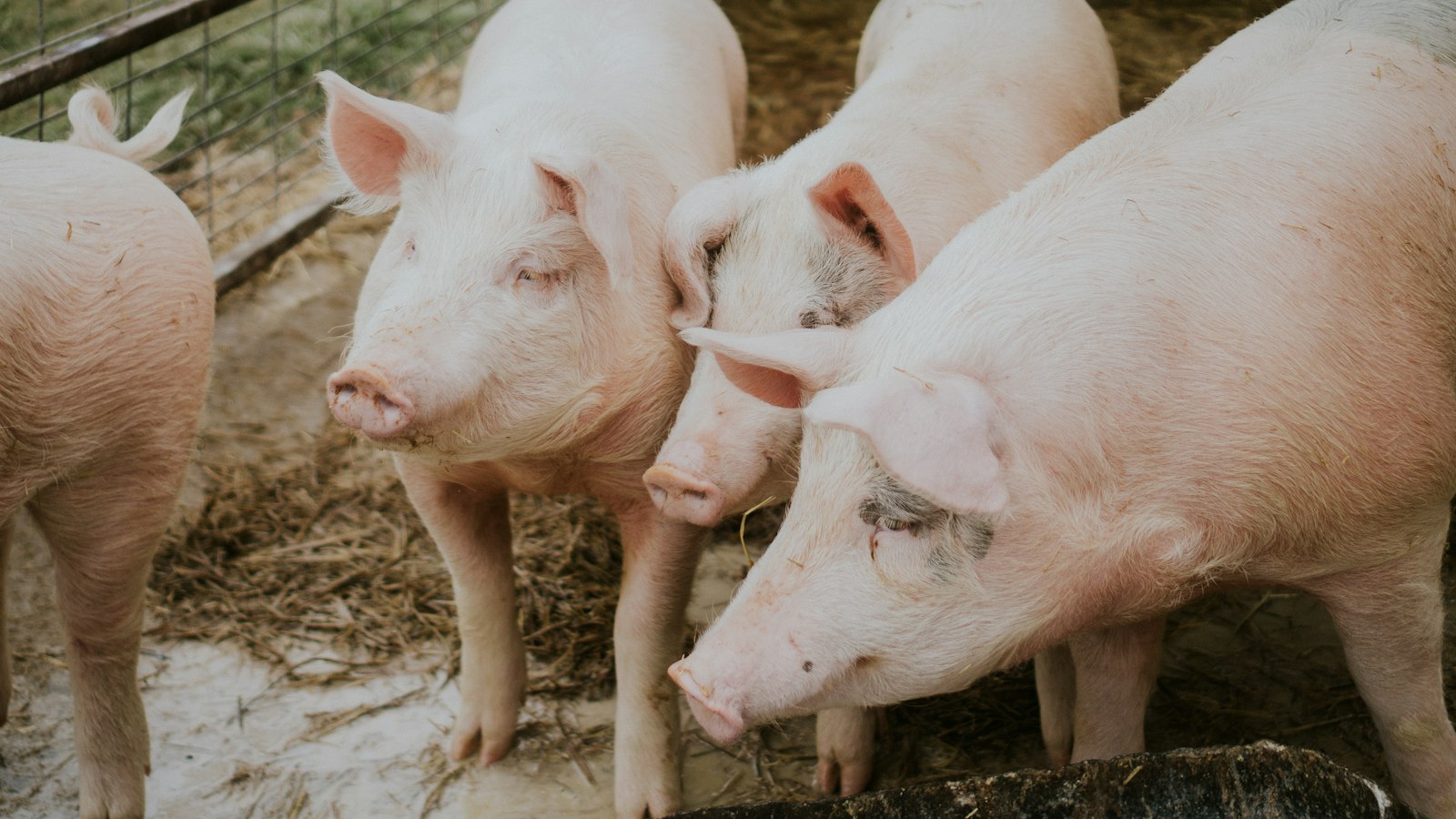 Piggery Farming in Uganda: A Beginner's Guide to Breeds, Costs and ASF