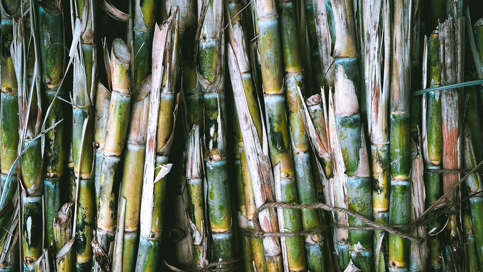 Sugarcane Farming in Uganda: Outgrower Schemes, Planting, Costs and Profit