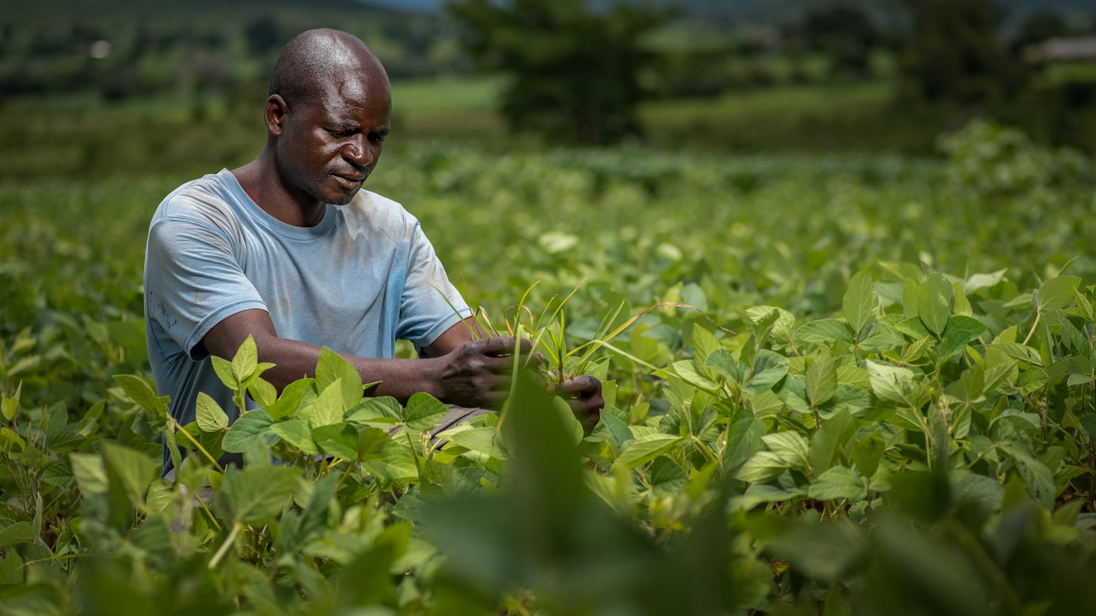 Tea Farming in Uganda: Growing Tea as a Smallholder and Selling Green Leaf
