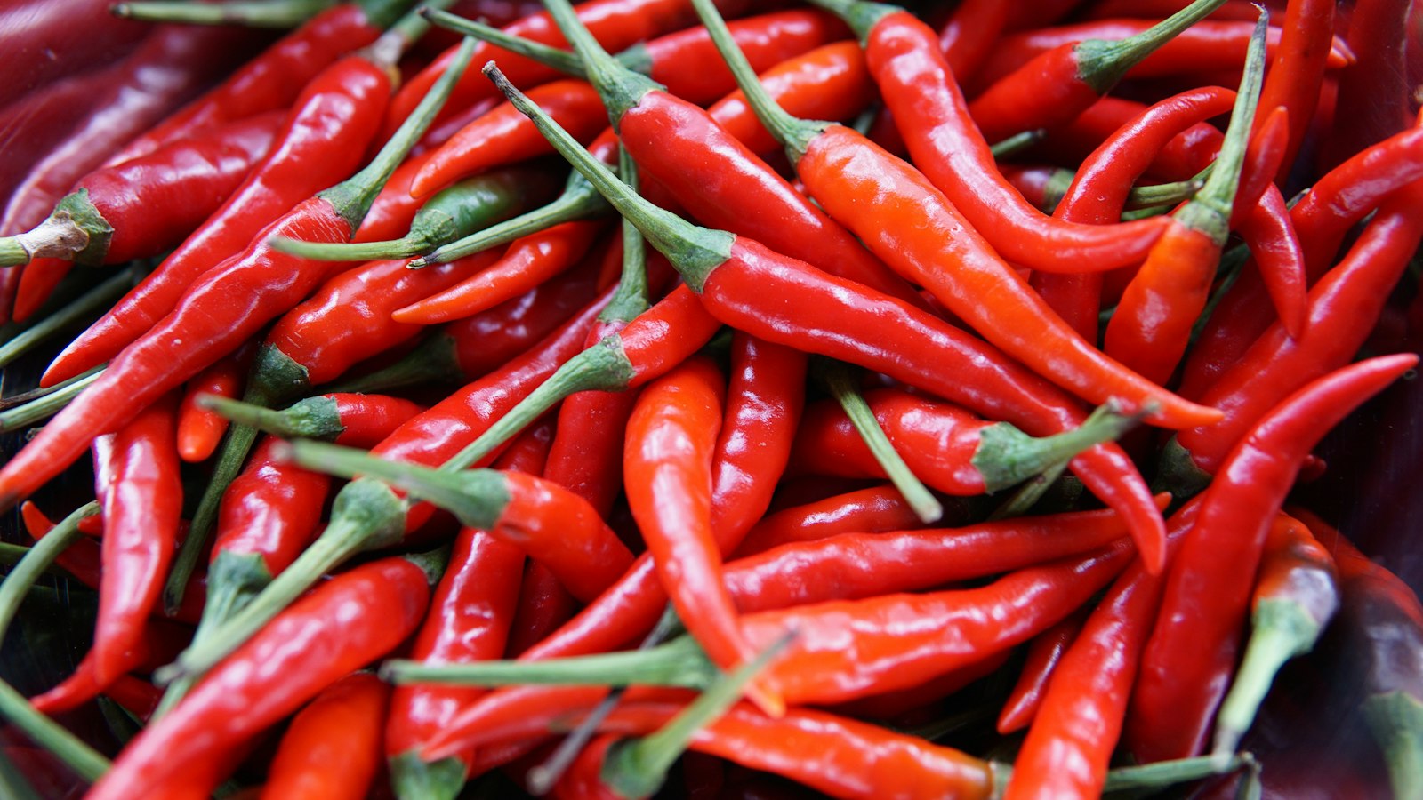 Hot Pepper (Chilli) Farming in Uganda: Varieties, Nursery, Care and Export Markets
