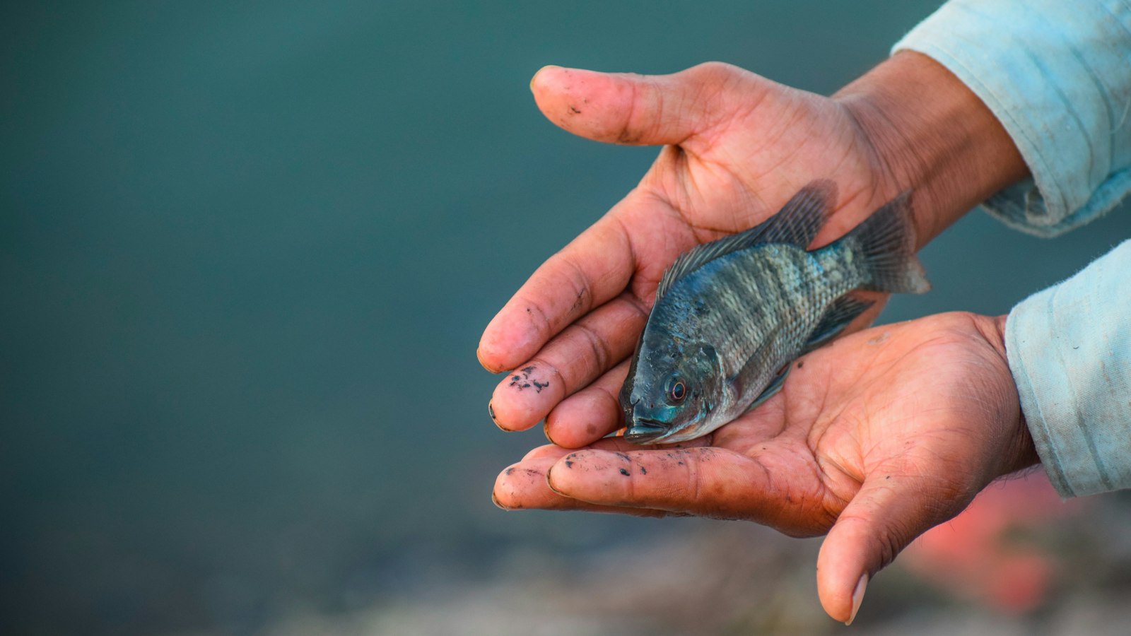 Fish Farming in Uganda: A Beginner's Guide to Tilapia and Catfish (2026)