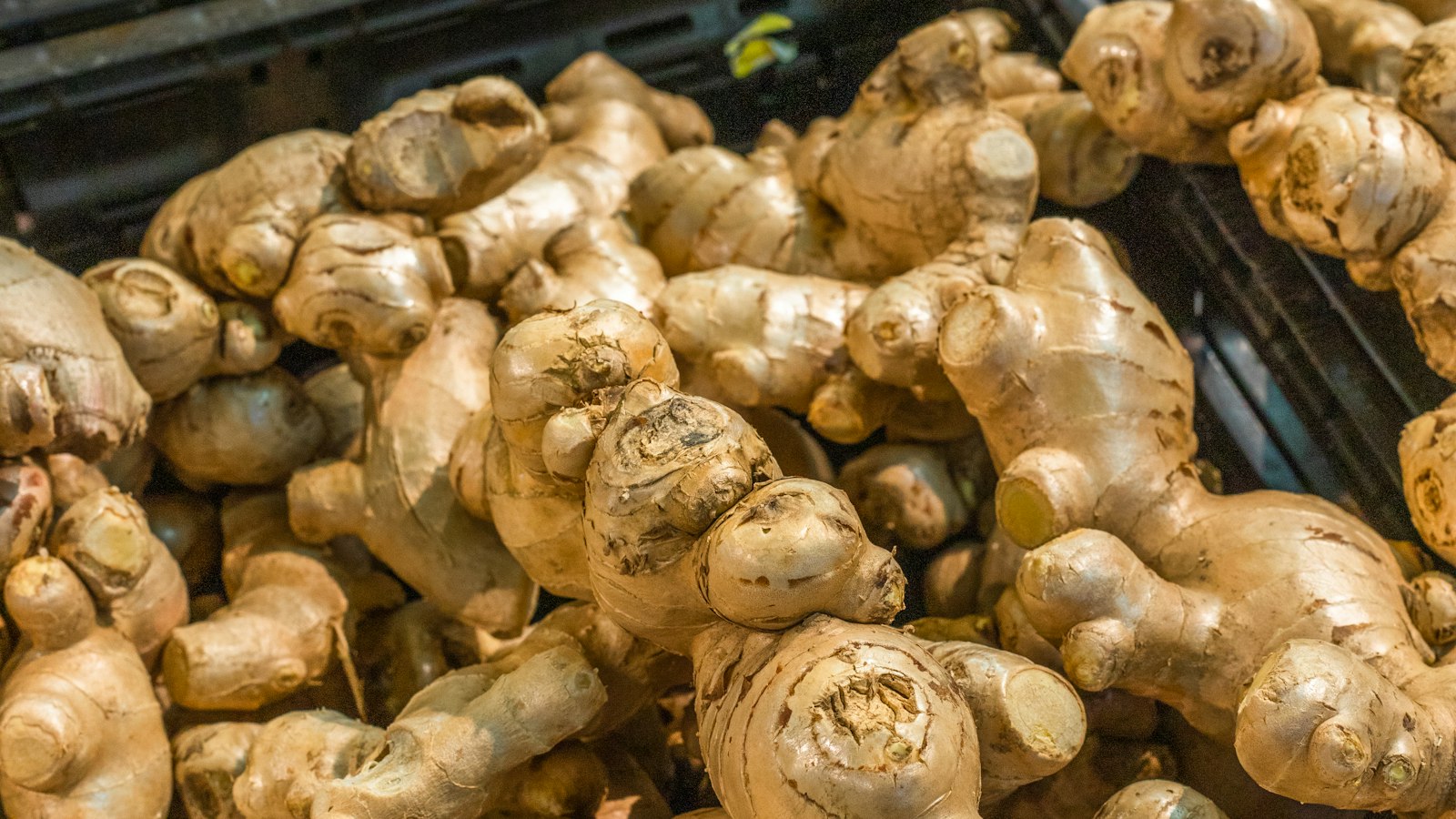 Ginger Farming in Uganda: Planting, Care, Harvesting and Markets