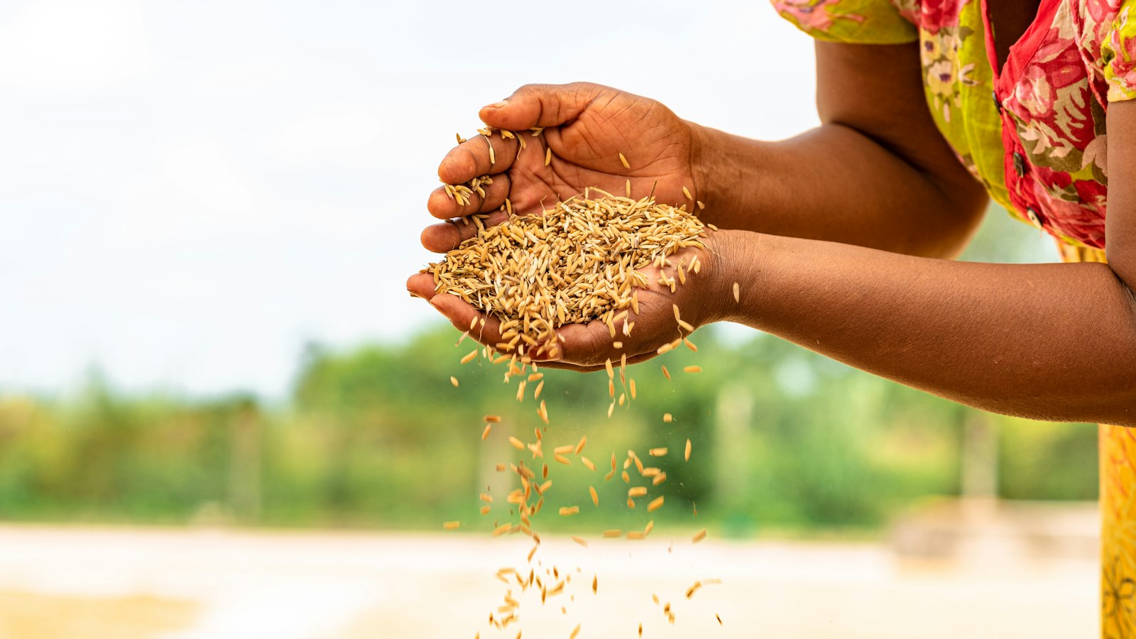 Bean Farming in Uganda: Varieties, Spacing and Pest Control