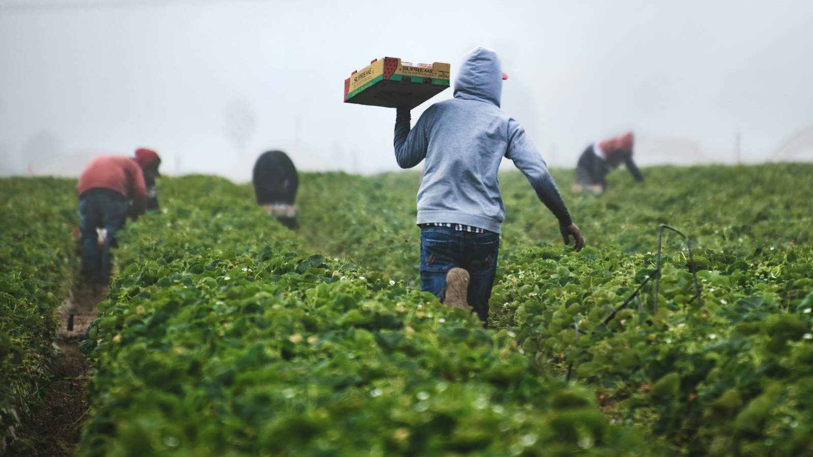 Greenhouse Farming in Uganda: Costs, Crops and Is It Worth It?