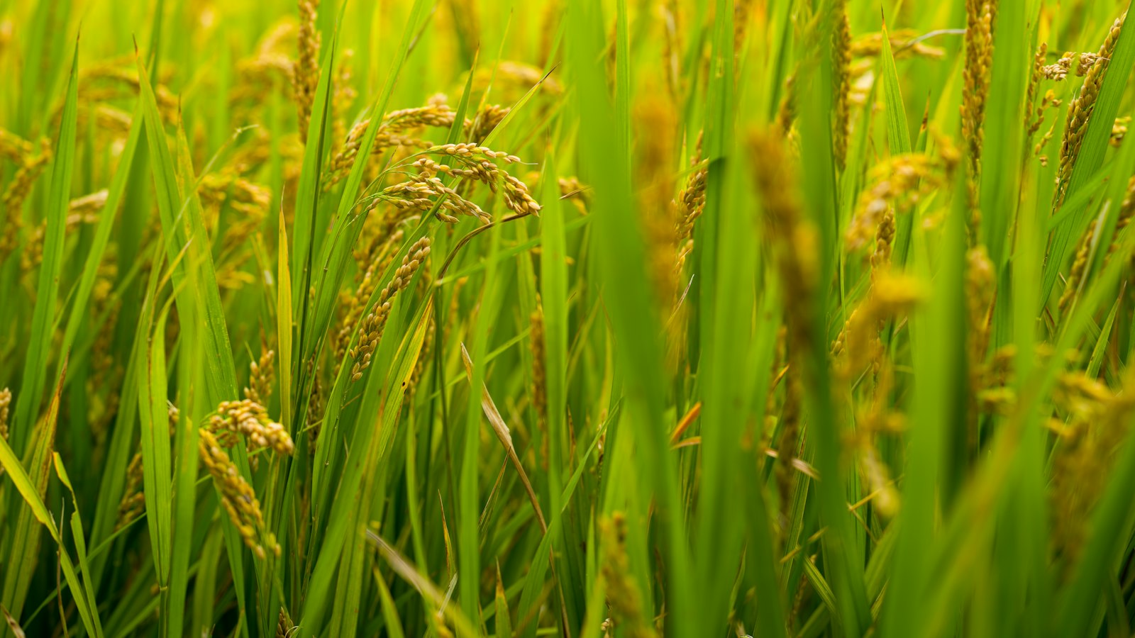 Rice Farming in Uganda: Upland and Lowland Varieties, Planting, Care and Profit