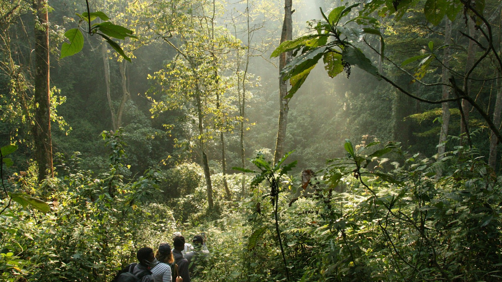 Hiking the Rwenzori Mountains: Routes, Costs and Preparation