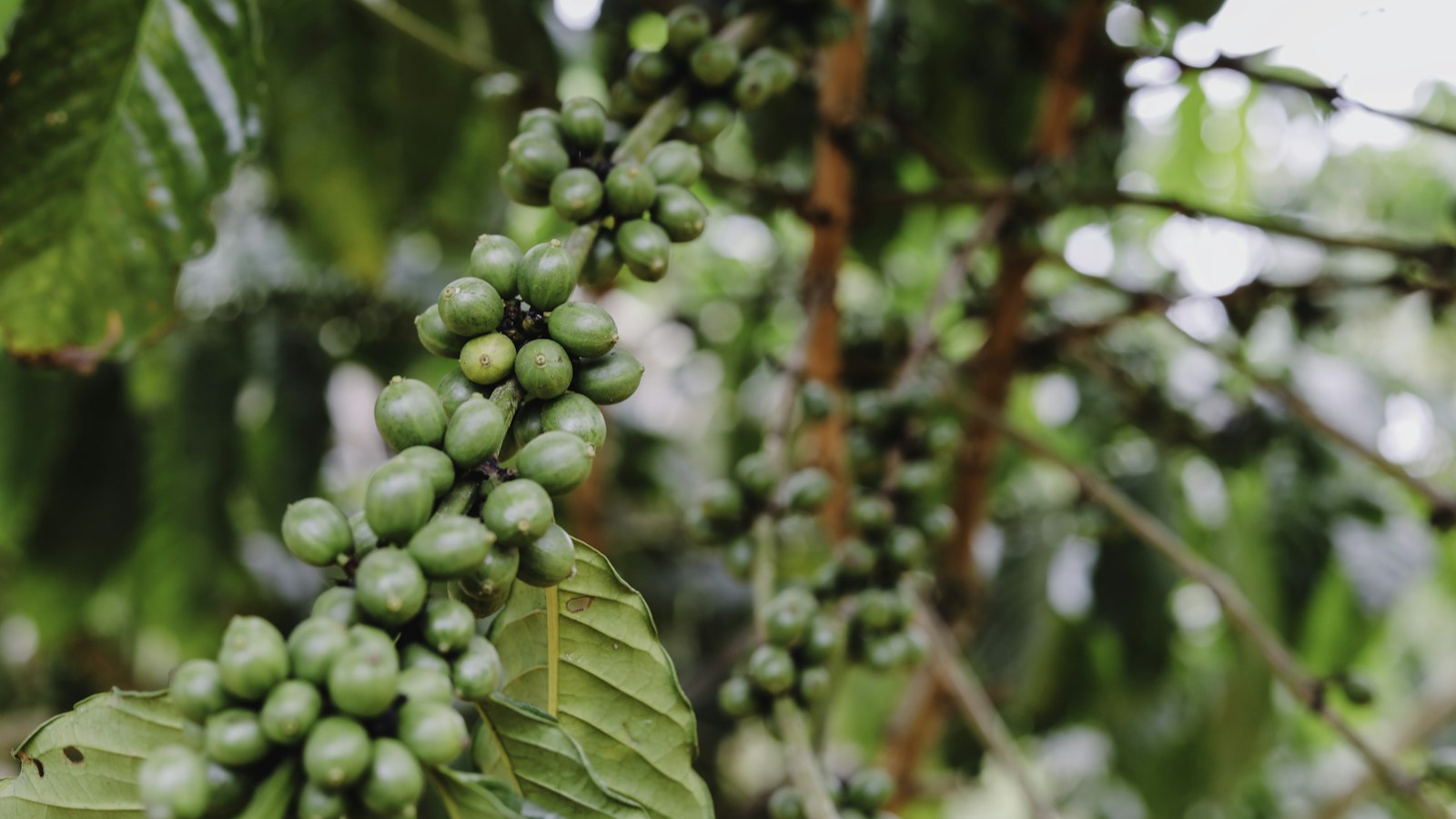 Coffee Farming in Uganda: A Beginner's Guide to Growing Robusta and Arabica for Profit